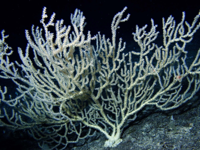 bamboo coral