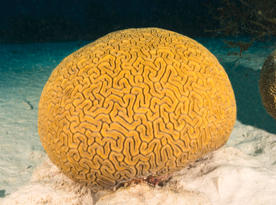 brain coral