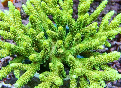 branch coral