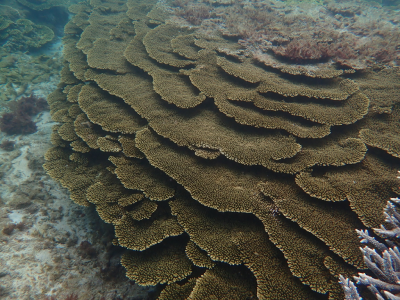 brush coral