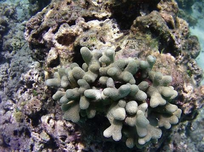 hump coral