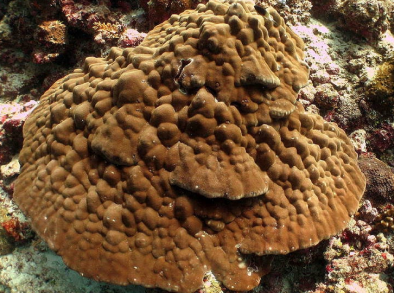 hump coral