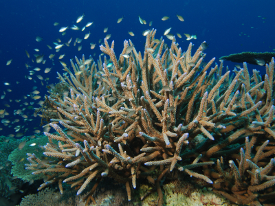 staghorn coral