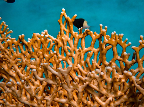 staghorn coral modal