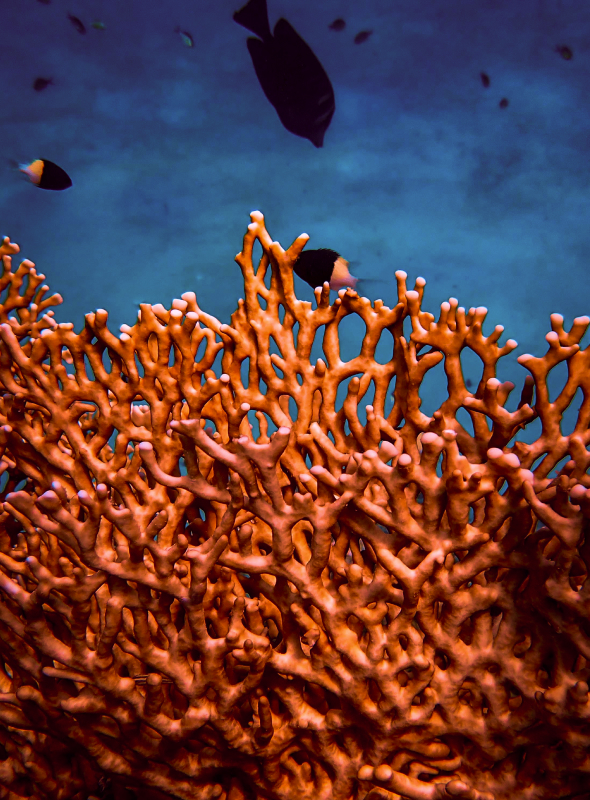 coralli e pesci
