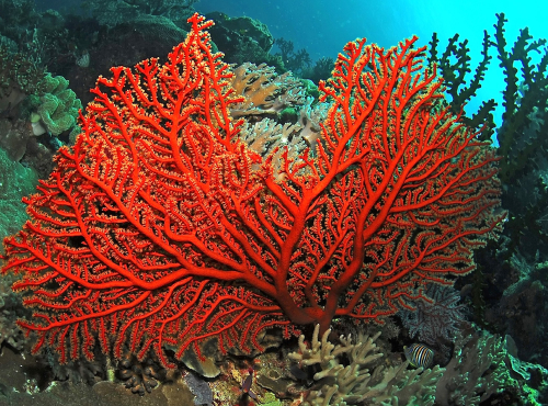 snakelocks anemone modal