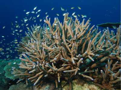 staghorn coral